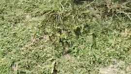 beautiful blonde teen