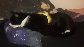 Fervent Eagle fucks mature cat